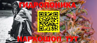 шишки Аргун
